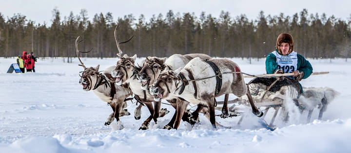 Олени