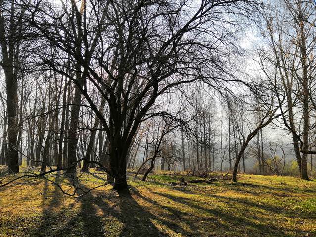 Утро начала весны