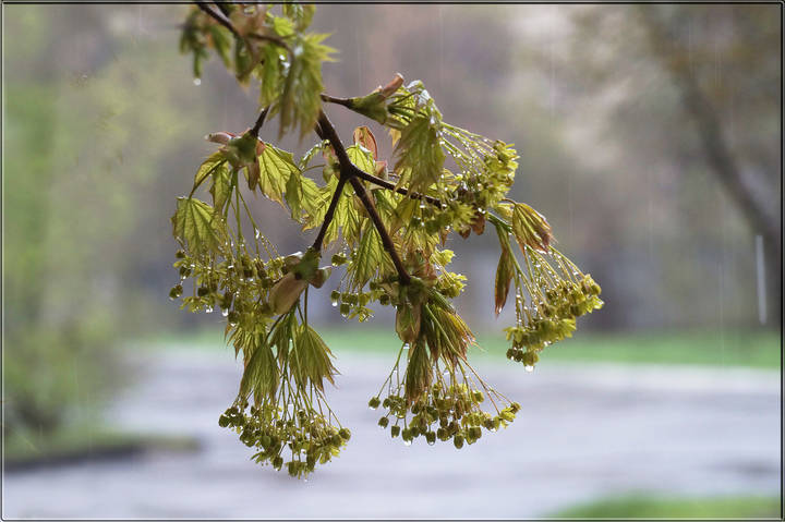 Капелюшечки 6