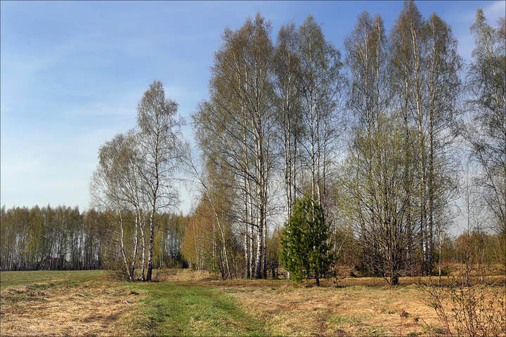 Весна в берёзовых перелесках
