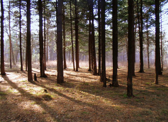 В лесу.