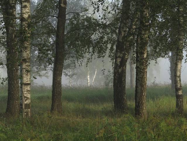 Утренний перелесок