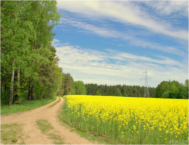 рапс цветёт