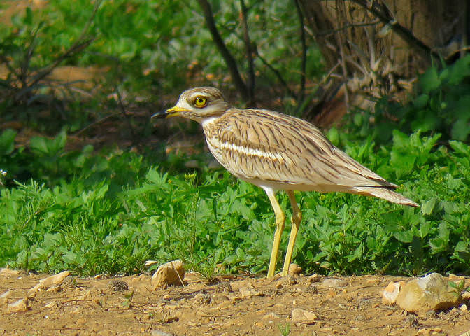 Авдотка ( Burhinus oedicnemus)