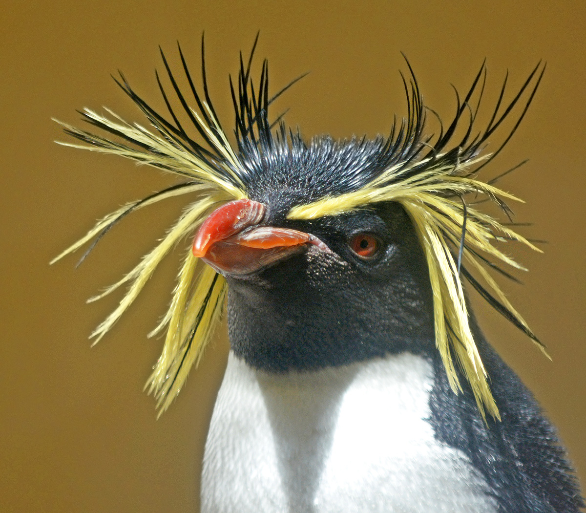 Золотистый Пингвин (28 фото)
