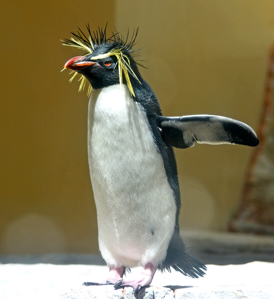 Северный хохлатый пингвин фото