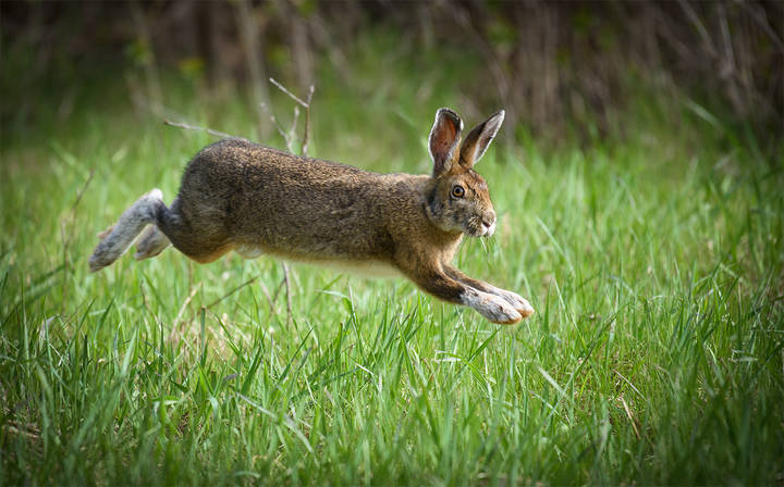 Snowshoe Hare