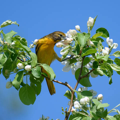 Baltimore oriole (Icterus galbula)