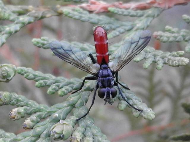 Cilindromyia
