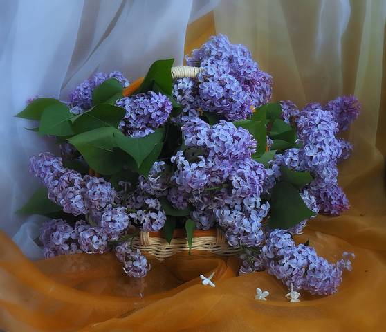 Отцветает сирень, и уходят сюжеты..