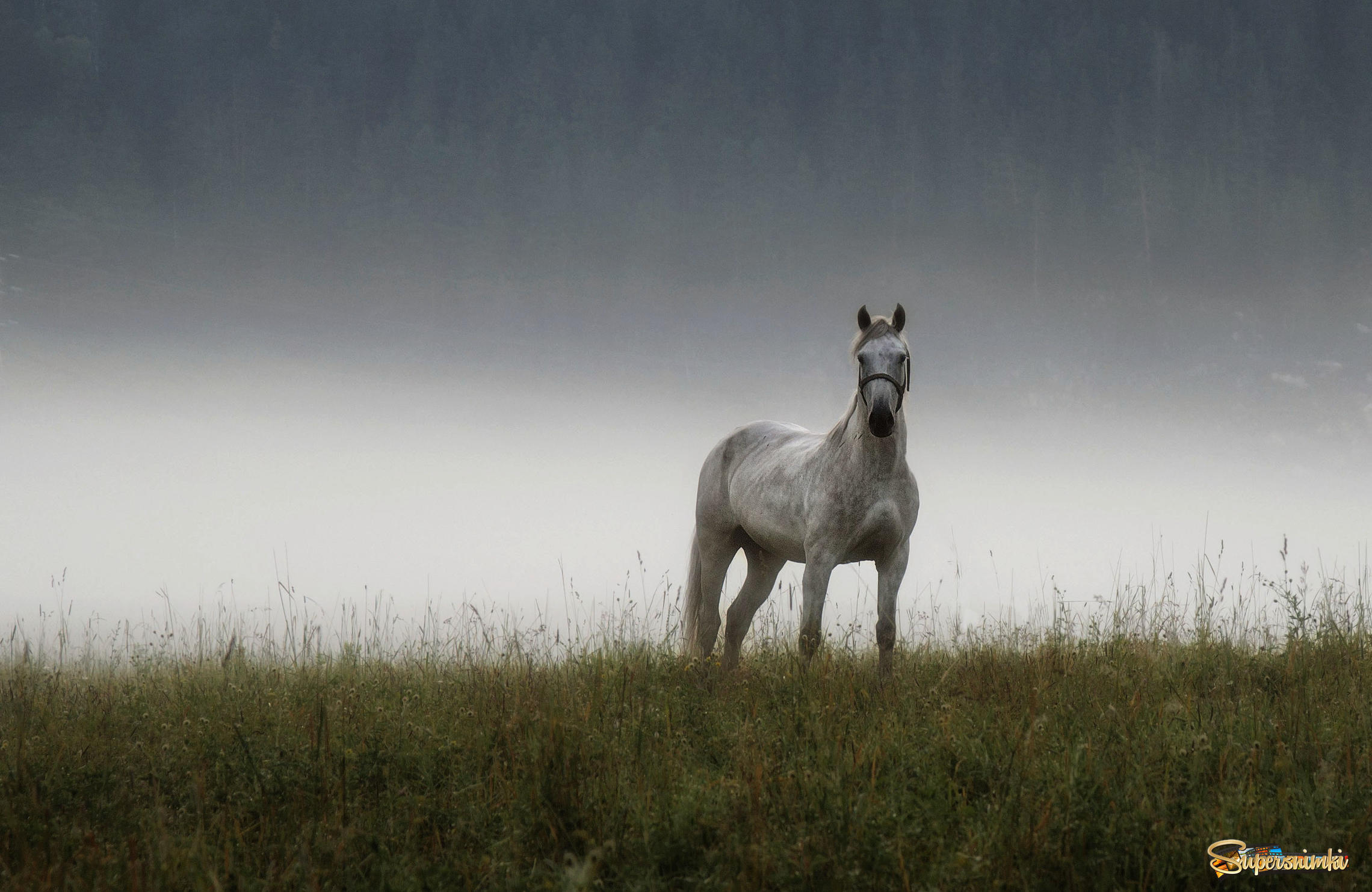 Белая лошадь в белом тумане.