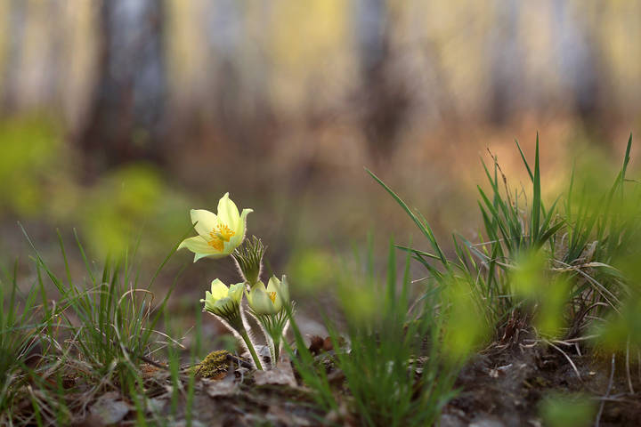 Весенние мотивы