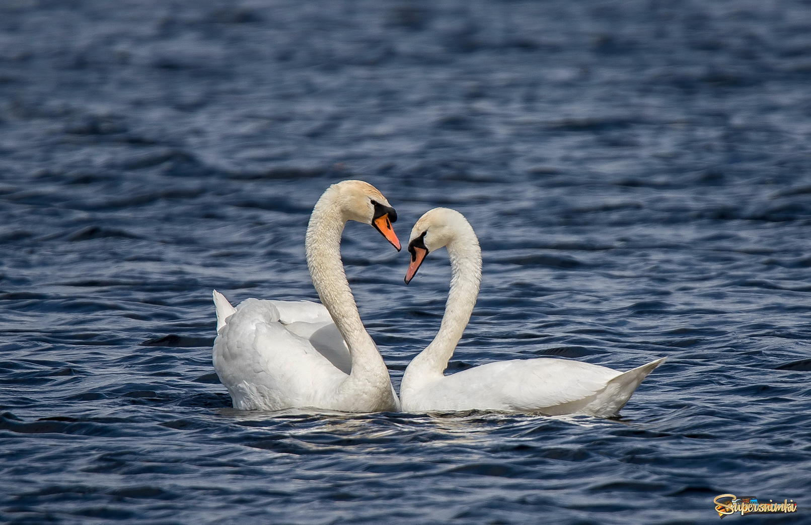 Лебедь символ любви. Лебеди символ любви и верности.