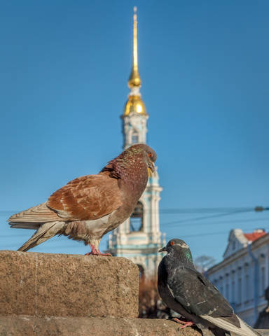 Про Питер