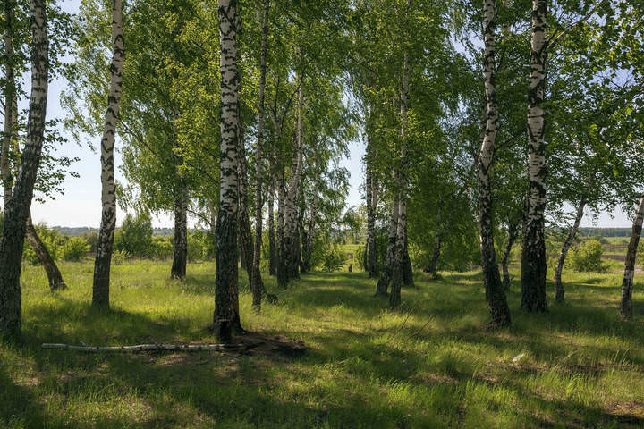 Березки 
