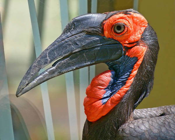 PRO клюв