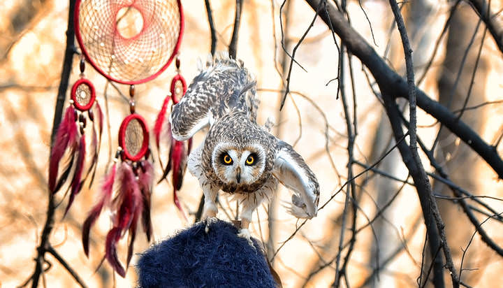 Owl