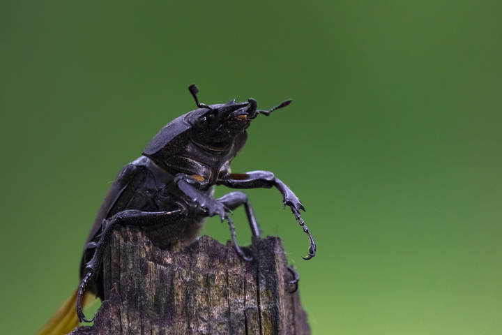 Скульптура