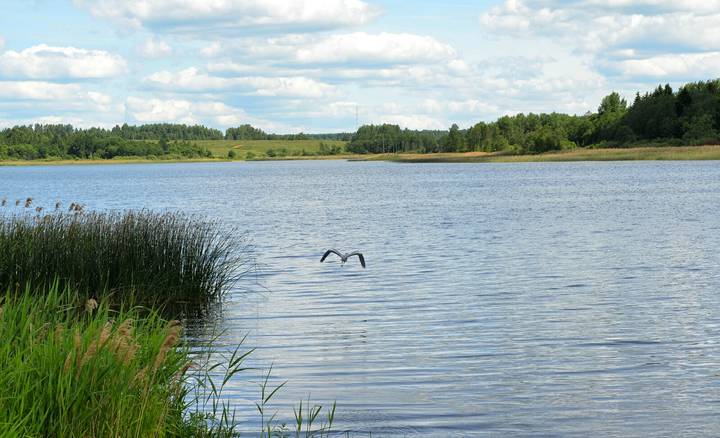 Улетая, птица  уносила крылья.