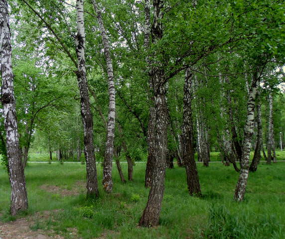 Вот и лето пришло в Сибирь .