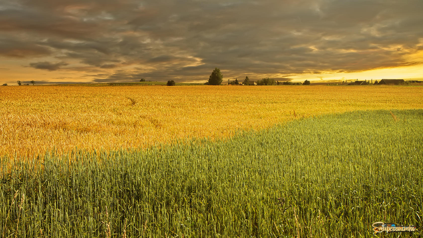 Двухцветное пшеничное поле