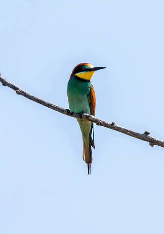 Щурка. Ну разве она не красотка?