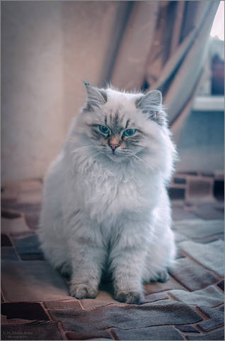 Красотка