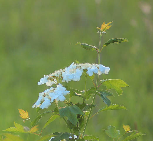 Калины цвет.