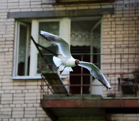 ПРолетая мимо балкона