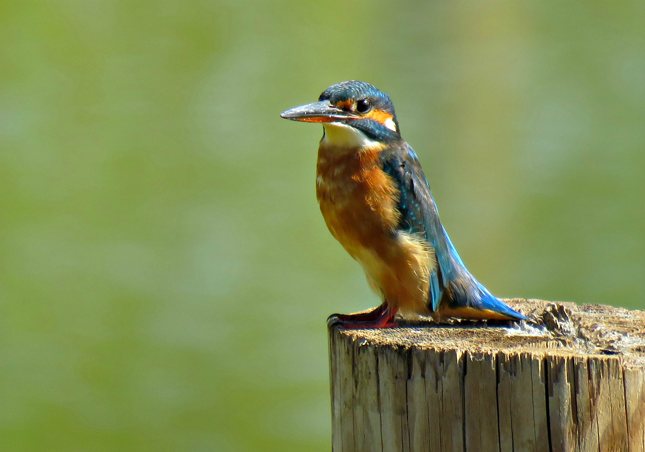 Обыкновенный зимородок ((Common Kingfisher)