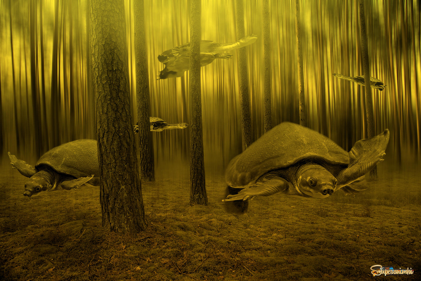 Черепахи в лесу