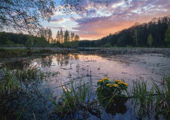 Букет водяного