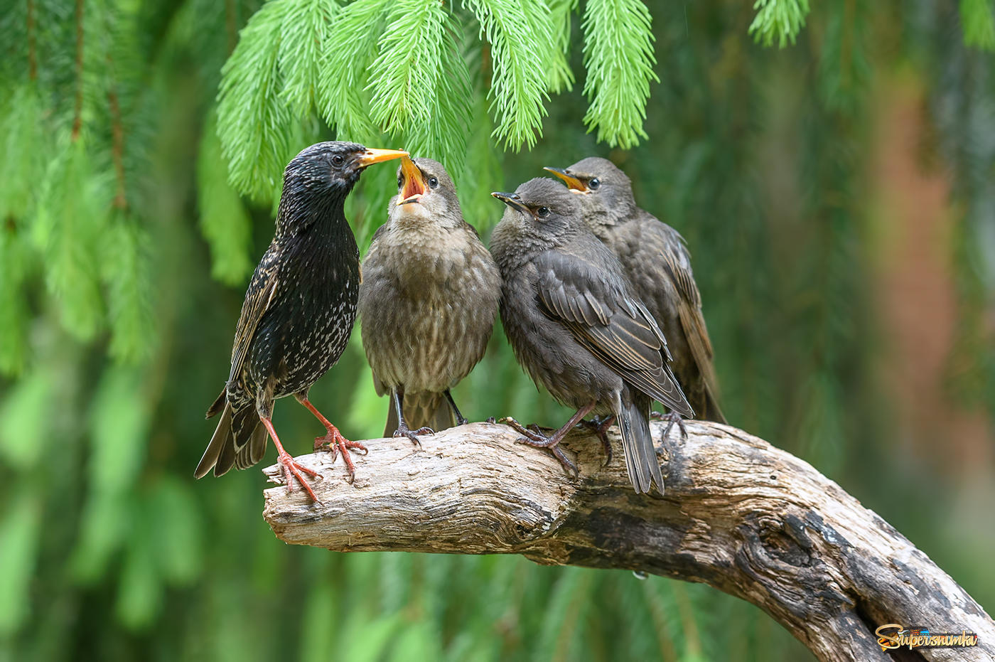 Starling family 