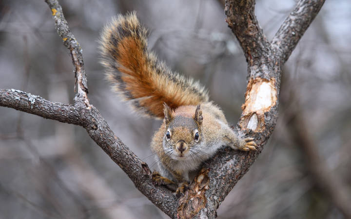 American red squirrel