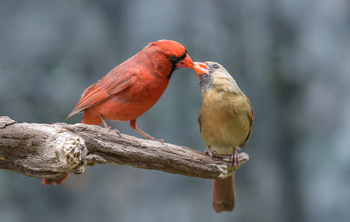 Mating season 
