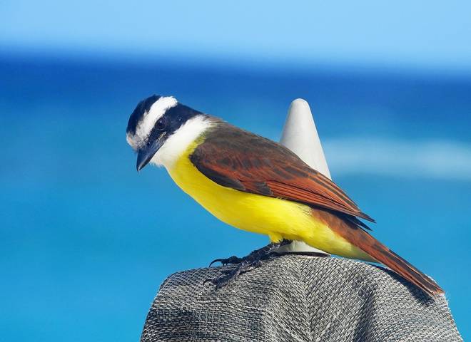 Great kiskadee (Pitangus sulphuratus)