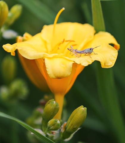 первые шаги...