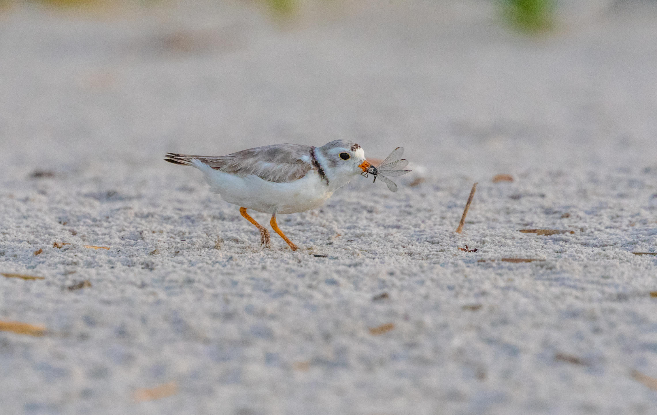 Piping Plover ( ржанка )