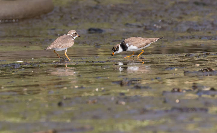Ringed Plover кольчатая ржанка или галстучник