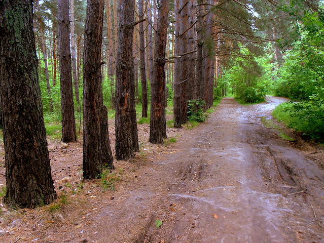 Лесными дорогами .