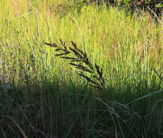 Летний мотив 6