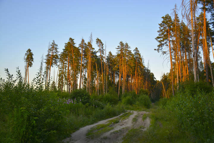В лучах заката.
