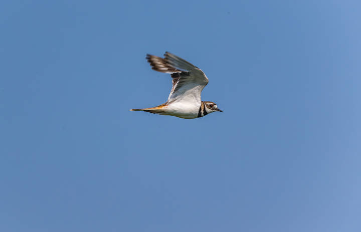 Killdeer американская ржанка