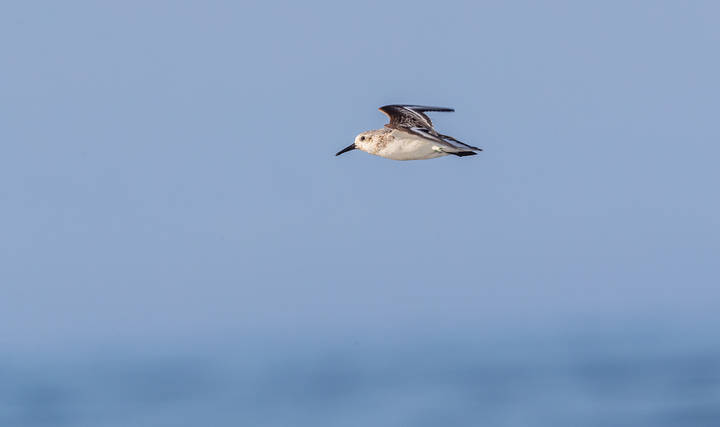 Western Sandpiper западный кулик