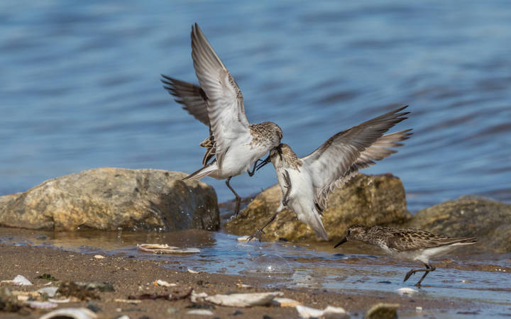 Western Sandpiper западный кулик продлжение