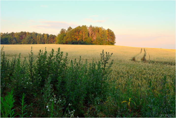 у края поля