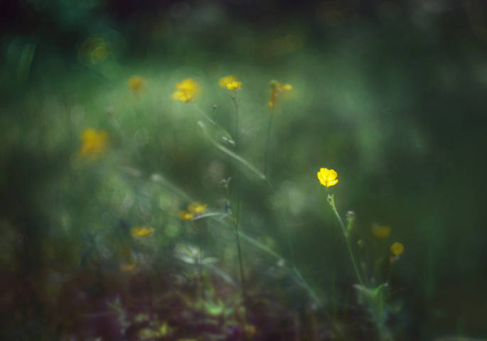 ButterCup