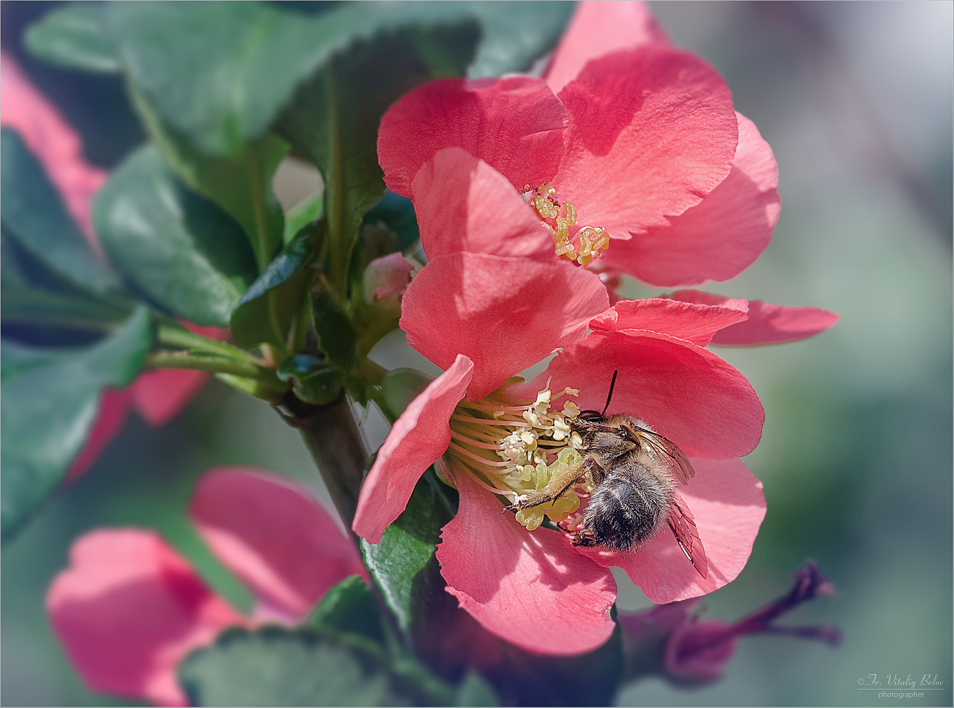 Пчелка на цветущей айве
