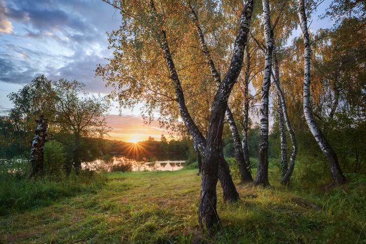 Танец берёз