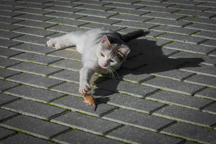Кошки-мышки.